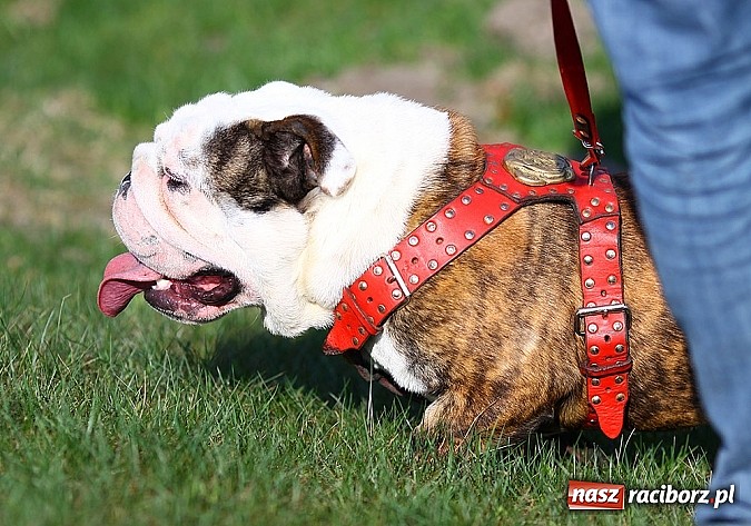 Zdjęcie w galerii na portalu naszraciborz.pl: Psie piękności pokazywano dziś w Kuźni Raciborskiej wiadomości z regionu