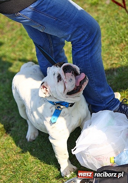 Zdjęcie w galerii na portalu naszraciborz.pl: Psie piękności pokazywano dziś w Kuźni Raciborskiej wiadomości z regionu