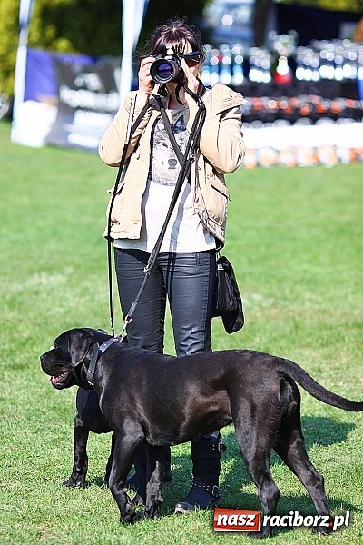 Zdjęcie w galerii na portalu naszraciborz.pl: Psie piękności pokazywano dziś w Kuźni Raciborskiej wiadomości z regionu