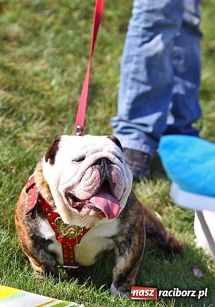 Zdjęcie w galerii na portalu naszraciborz.pl: Psie piękności pokazywano dziś w Kuźni Raciborskiej wiadomości z regionu