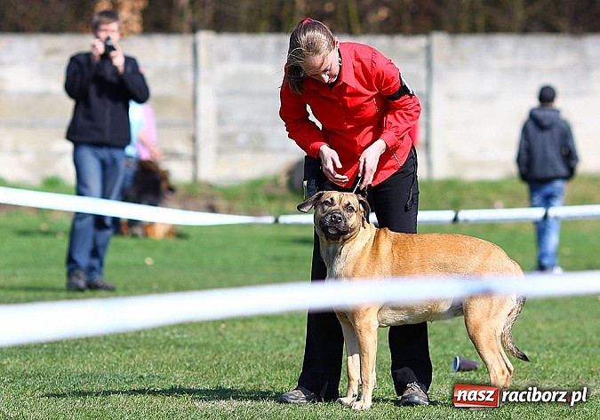 Zdjęcie w galerii na portalu naszraciborz.pl: Psie piękności pokazywano dziś w Kuźni Raciborskiej wiadomości z regionu