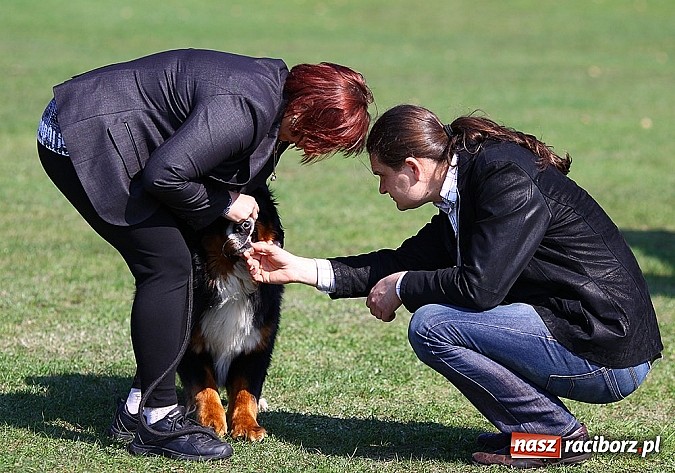 Zdjęcie w galerii na portalu naszraciborz.pl: Psie piękności pokazywano dziś w Kuźni Raciborskiej wiadomości z regionu