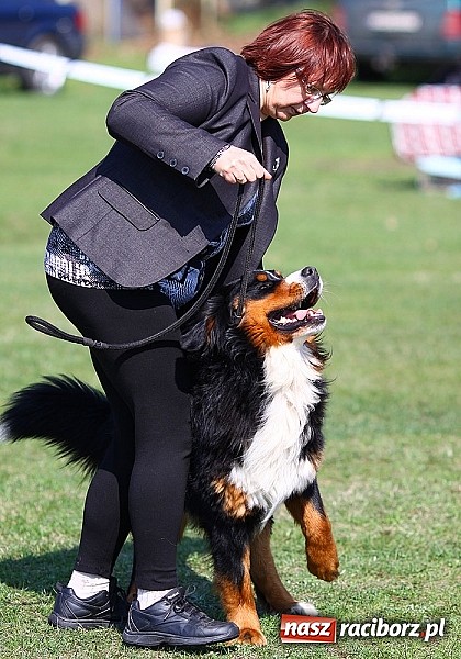 Zdjęcie w galerii na portalu naszraciborz.pl: Psie piękności pokazywano dziś w Kuźni Raciborskiej wiadomości z regionu