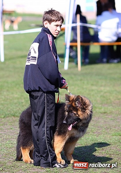 Zdjęcie w galerii na portalu naszraciborz.pl: Psie piękności pokazywano dziś w Kuźni Raciborskiej wiadomości z regionu