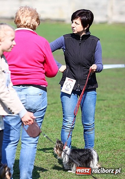 Zdjęcie w galerii na portalu naszraciborz.pl: Psie piękności pokazywano dziś w Kuźni Raciborskiej wiadomości z regionu
