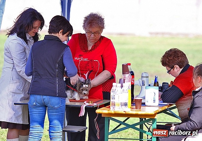 Zdjęcie w galerii na portalu naszraciborz.pl: Psie piękności pokazywano dziś w Kuźni Raciborskiej wiadomości z regionu