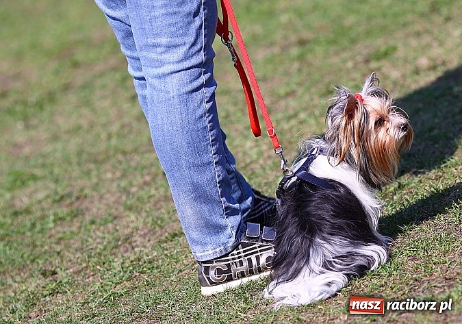 Zdjęcie w galerii na portalu naszraciborz.pl: Psie piękności pokazywano dziś w Kuźni Raciborskiej wiadomości z regionu