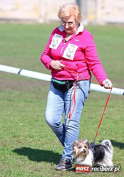 Zdjęcie w galerii na portalu naszraciborz.pl: Psie piękności pokazywano dziś w Kuźni Raciborskiej wiadomości z regionu