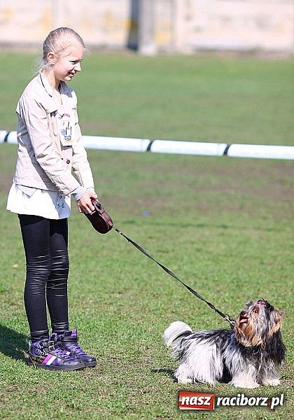 Zdjęcie w galerii na portalu naszraciborz.pl: Psie piękności pokazywano dziś w Kuźni Raciborskiej wiadomości z regionu