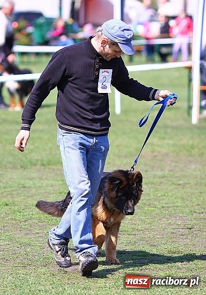 Zdjęcie w galerii na portalu naszraciborz.pl: Psie piękności pokazywano dziś w Kuźni Raciborskiej wiadomości z regionu