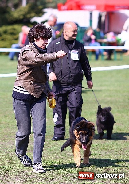 Zdjęcie w galerii na portalu naszraciborz.pl: Psie piękności pokazywano dziś w Kuźni Raciborskiej wiadomości z regionu