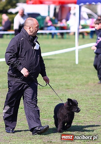 Zdjęcie w galerii na portalu naszraciborz.pl: Psie piękności pokazywano dziś w Kuźni Raciborskiej wiadomości z regionu