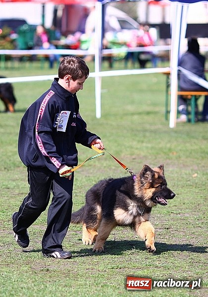 Zdjęcie w galerii na portalu naszraciborz.pl: Psie piękności pokazywano dziś w Kuźni Raciborskiej wiadomości z regionu
