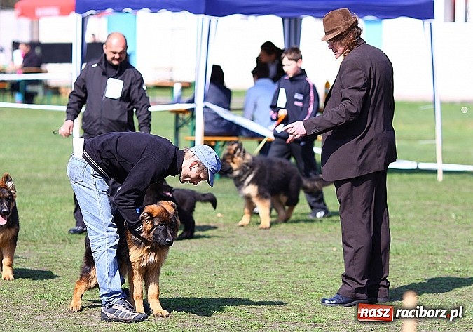 Zdjęcie w galerii na portalu naszraciborz.pl: Psie piękności pokazywano dziś w Kuźni Raciborskiej wiadomości z regionu