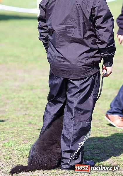 Zdjęcie w galerii na portalu naszraciborz.pl: Psie piękności pokazywano dziś w Kuźni Raciborskiej wiadomości z regionu