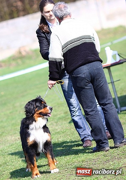 Zdjęcie w galerii na portalu naszraciborz.pl: Psie piękności pokazywano dziś w Kuźni Raciborskiej wiadomości z regionu