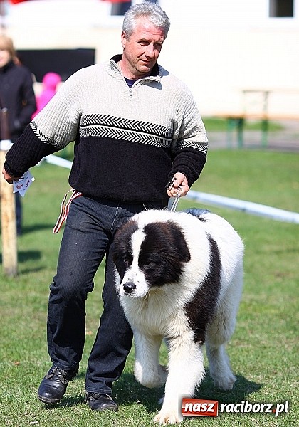 Zdjęcie w galerii na portalu naszraciborz.pl: Psie piękności pokazywano dziś w Kuźni Raciborskiej wiadomości z regionu