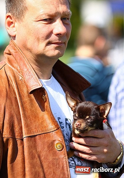 Zdjęcie w galerii na portalu naszraciborz.pl: Psie piękności pokazywano dziś w Kuźni Raciborskiej wiadomości z regionu