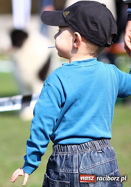 Zdjęcie w galerii na portalu naszraciborz.pl: Psie piękności pokazywano dziś w Kuźni Raciborskiej wiadomości z regionu