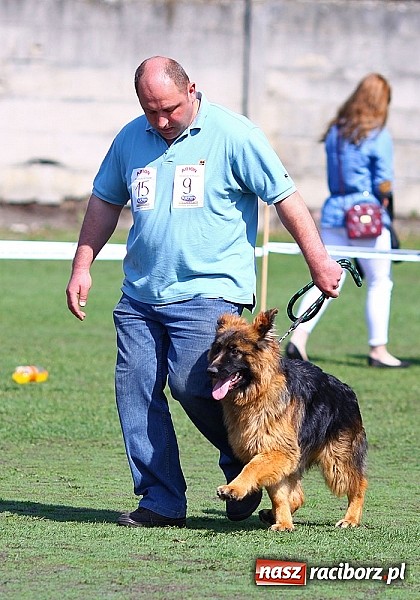 Zdjęcie w galerii na portalu naszraciborz.pl: Psie piękności pokazywano dziś w Kuźni Raciborskiej wiadomości z regionu