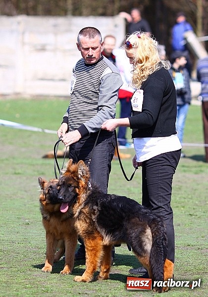 Zdjęcie w galerii na portalu naszraciborz.pl: Psie piękności pokazywano dziś w Kuźni Raciborskiej wiadomości z regionu