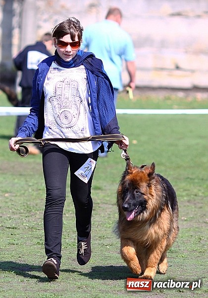 Zdjęcie w galerii na portalu naszraciborz.pl: Psie piękności pokazywano dziś w Kuźni Raciborskiej wiadomości z regionu