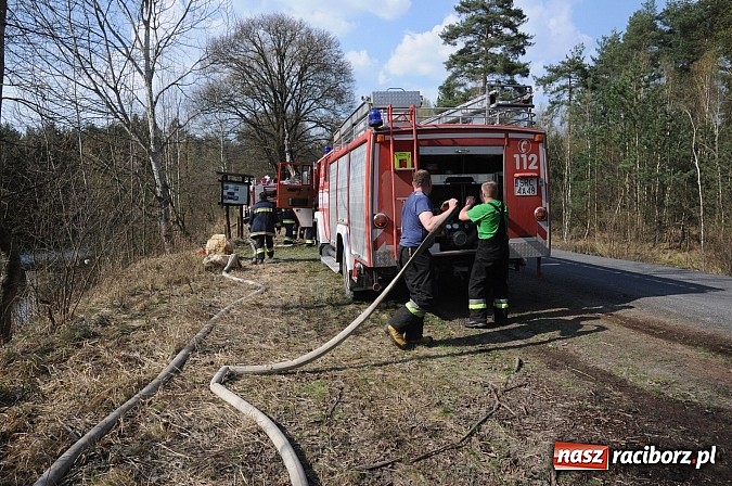 Zdjęcie w galerii na portalu naszraciborz.pl: W ciągu godziny spłonęło siedemnaście hektarów młodego lasu. Winny pociąg! wiadomości z regionu