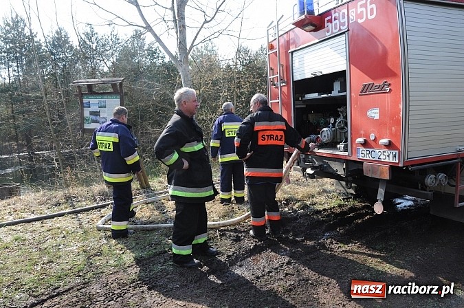 Zdjęcie w galerii na portalu naszraciborz.pl: W ciągu godziny spłonęło siedemnaście hektarów młodego lasu. Winny pociąg! wiadomości z regionu