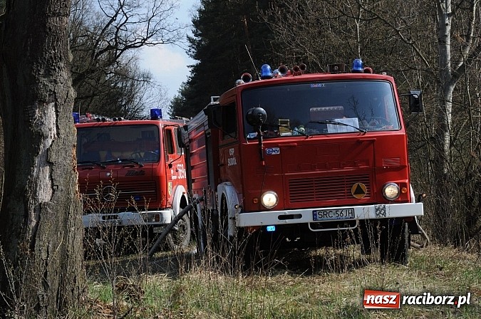Zdjęcie w galerii na portalu naszraciborz.pl: W ciągu godziny spłonęło siedemnaście hektarów młodego lasu. Winny pociąg! wiadomości z regionu