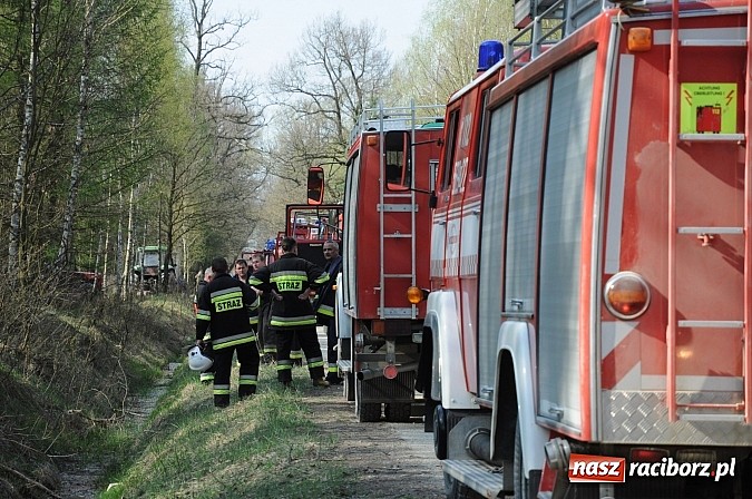 Zdjęcie w galerii na portalu naszraciborz.pl: W ciągu godziny spłonęło siedemnaście hektarów młodego lasu. Winny pociąg! wiadomości z regionu