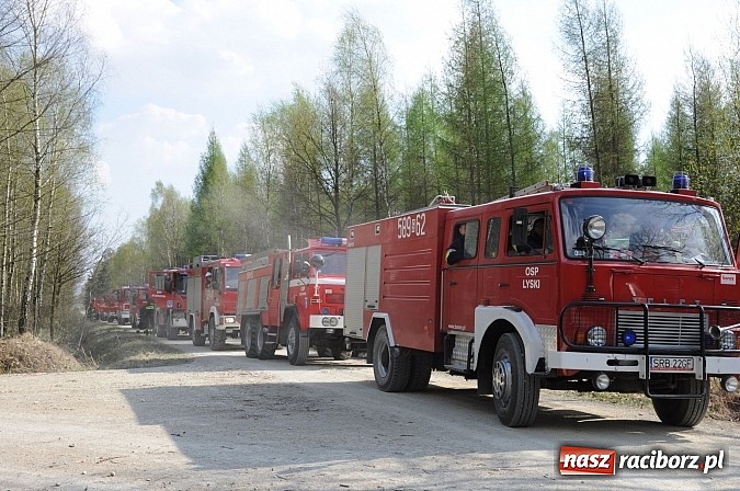 Zdjęcie w galerii na portalu naszraciborz.pl: W ciągu godziny spłonęło siedemnaście hektarów młodego lasu. Winny pociąg! wiadomości z regionu