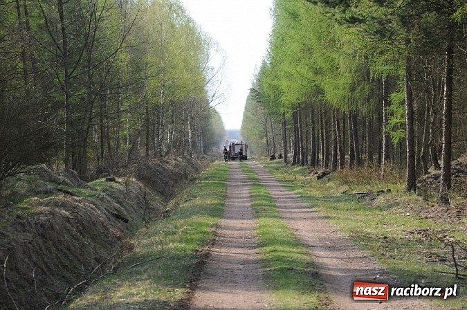 Zdjęcie w galerii na portalu naszraciborz.pl: W ciągu godziny spłonęło siedemnaście hektarów młodego lasu. Winny pociąg! wiadomości z regionu