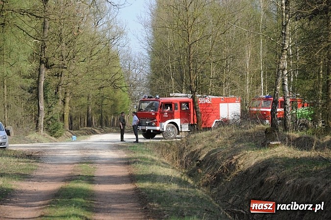 Zdjęcie w galerii na portalu naszraciborz.pl: W ciągu godziny spłonęło siedemnaście hektarów młodego lasu. Winny pociąg! wiadomości z regionu