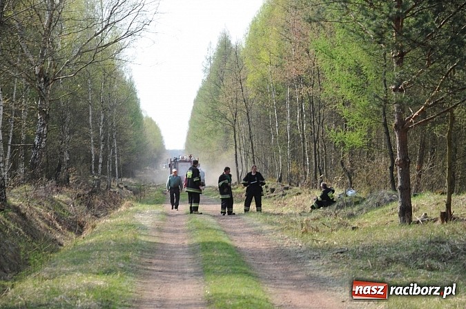Zdjęcie w galerii na portalu naszraciborz.pl: W ciągu godziny spłonęło siedemnaście hektarów młodego lasu. Winny pociąg! wiadomości z regionu