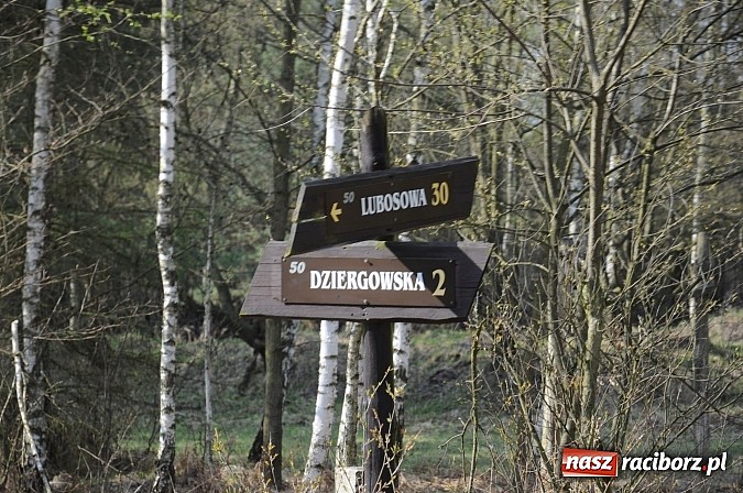 Zdjęcie w galerii na portalu naszraciborz.pl: W ciągu godziny spłonęło siedemnaście hektarów młodego lasu. Winny pociąg! wiadomości z regionu