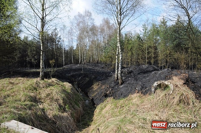 Zdjęcie w galerii na portalu naszraciborz.pl: W ciągu godziny spłonęło siedemnaście hektarów młodego lasu. Winny pociąg! wiadomości z regionu