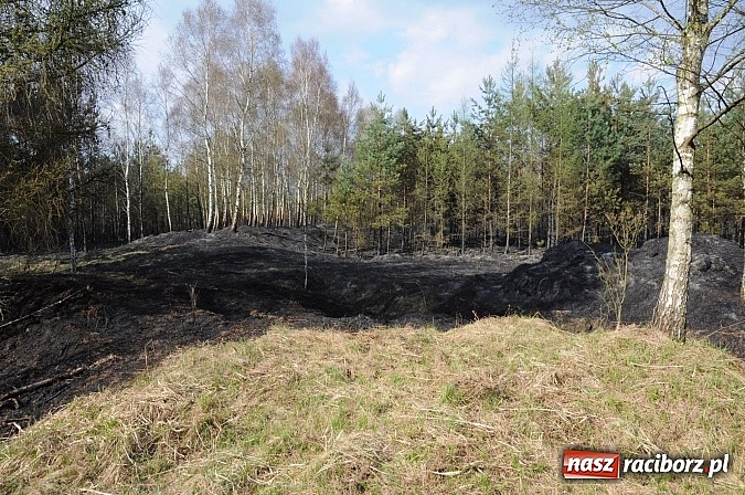 Zdjęcie w galerii na portalu naszraciborz.pl: W ciągu godziny spłonęło siedemnaście hektarów młodego lasu. Winny pociąg! wiadomości z regionu
