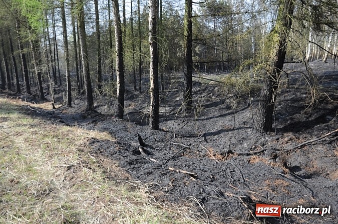 Zdjęcie w galerii na portalu naszraciborz.pl: W ciągu godziny spłonęło siedemnaście hektarów młodego lasu. Winny pociąg! wiadomości z regionu