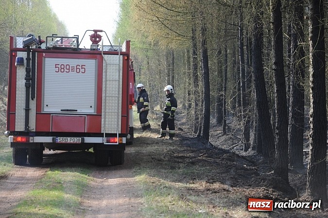 Zdjęcie w galerii na portalu naszraciborz.pl: W ciągu godziny spłonęło siedemnaście hektarów młodego lasu. Winny pociąg! wiadomości z regionu