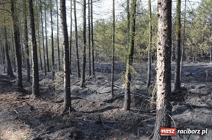 Zdjęcie w galerii na portalu naszraciborz.pl: W ciągu godziny spłonęło siedemnaście hektarów młodego lasu. Winny pociąg! wiadomości z regionu