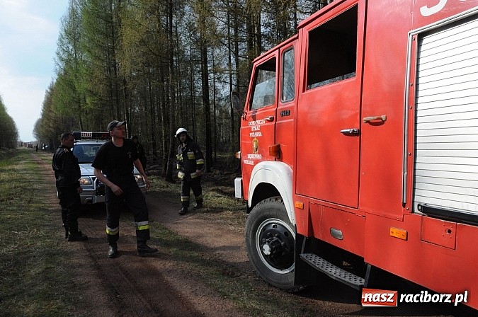 Zdjęcie w galerii na portalu naszraciborz.pl: W ciągu godziny spłonęło siedemnaście hektarów młodego lasu. Winny pociąg! wiadomości z regionu