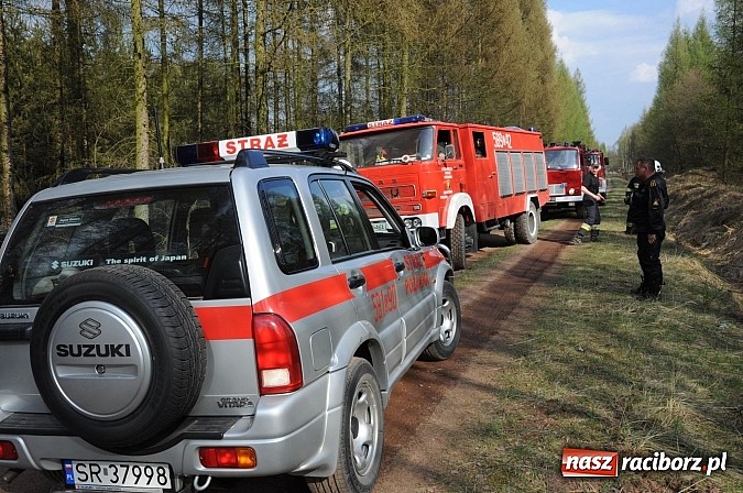 Zdjęcie w galerii na portalu naszraciborz.pl: W ciągu godziny spłonęło siedemnaście hektarów młodego lasu. Winny pociąg! wiadomości z regionu