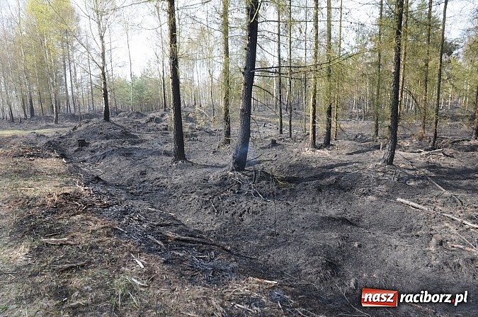 Zdjęcie w galerii na portalu naszraciborz.pl: W ciągu godziny spłonęło siedemnaście hektarów młodego lasu. Winny pociąg! wiadomości z regionu