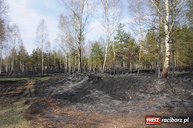 Zdjęcie w galerii na portalu naszraciborz.pl: W ciągu godziny spłonęło siedemnaście hektarów młodego lasu. Winny pociąg! wiadomości z regionu