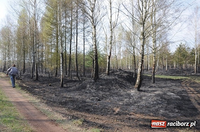 Zdjęcie w galerii na portalu naszraciborz.pl: W ciągu godziny spłonęło siedemnaście hektarów młodego lasu. Winny pociąg! wiadomości z regionu