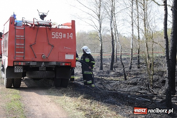Zdjęcie w galerii na portalu naszraciborz.pl: W ciągu godziny spłonęło siedemnaście hektarów młodego lasu. Winny pociąg! wiadomości z regionu
