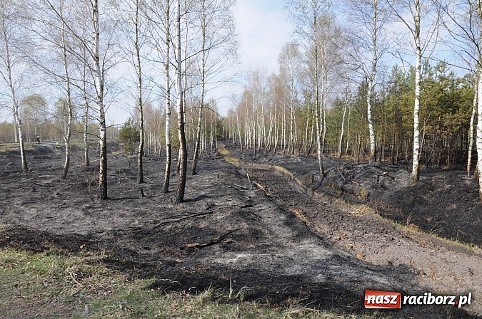 Zdjęcie w galerii na portalu naszraciborz.pl: W ciągu godziny spłonęło siedemnaście hektarów młodego lasu. Winny pociąg! wiadomości z regionu