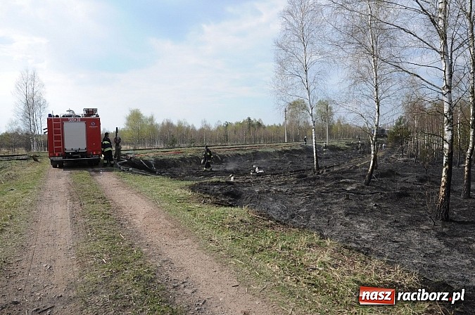 Zdjęcie w galerii na portalu naszraciborz.pl: W ciągu godziny spłonęło siedemnaście hektarów młodego lasu. Winny pociąg! wiadomości z regionu