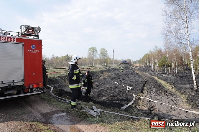 Zdjęcie w galerii na portalu naszraciborz.pl: W ciągu godziny spłonęło siedemnaście hektarów młodego lasu. Winny pociąg! wiadomości z regionu