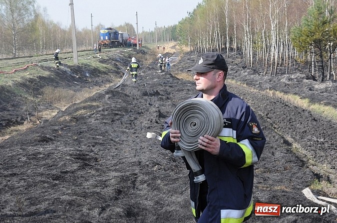 Zdjęcie w galerii na portalu naszraciborz.pl: W ciągu godziny spłonęło siedemnaście hektarów młodego lasu. Winny pociąg! wiadomości z regionu